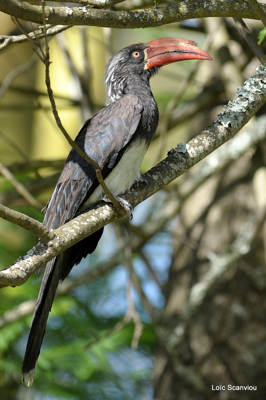 Calao couronné/Crowned Hornbill (2)