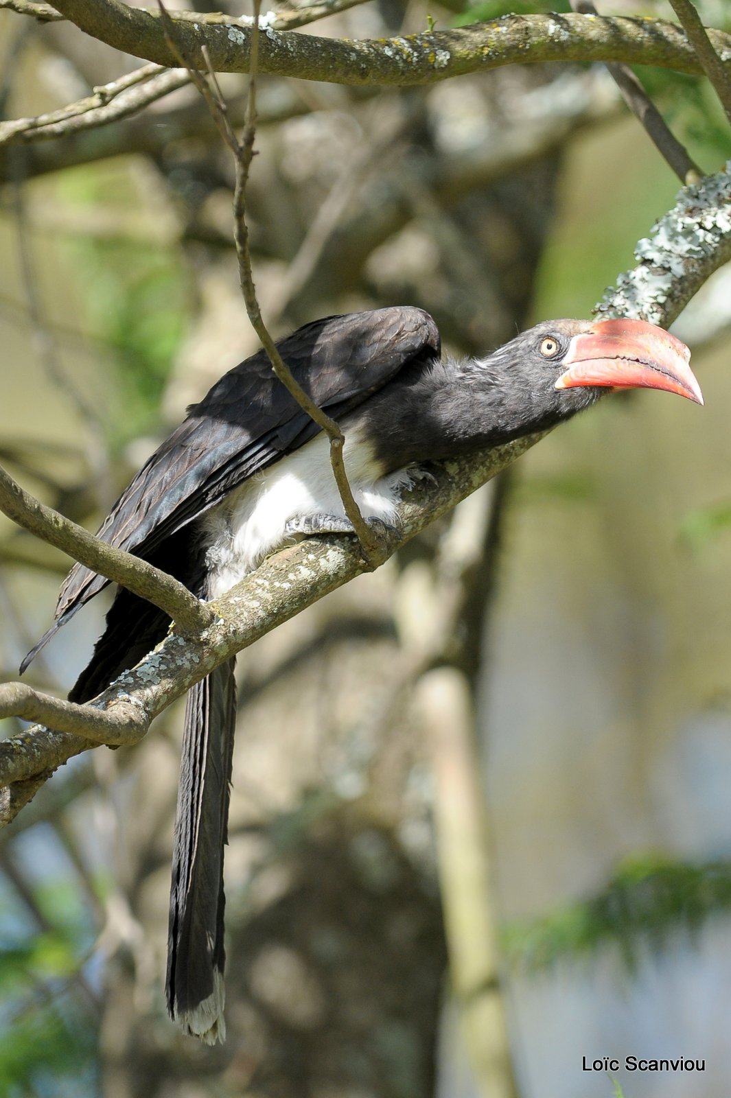 Calao couronné/Crowned Hornbill (3)