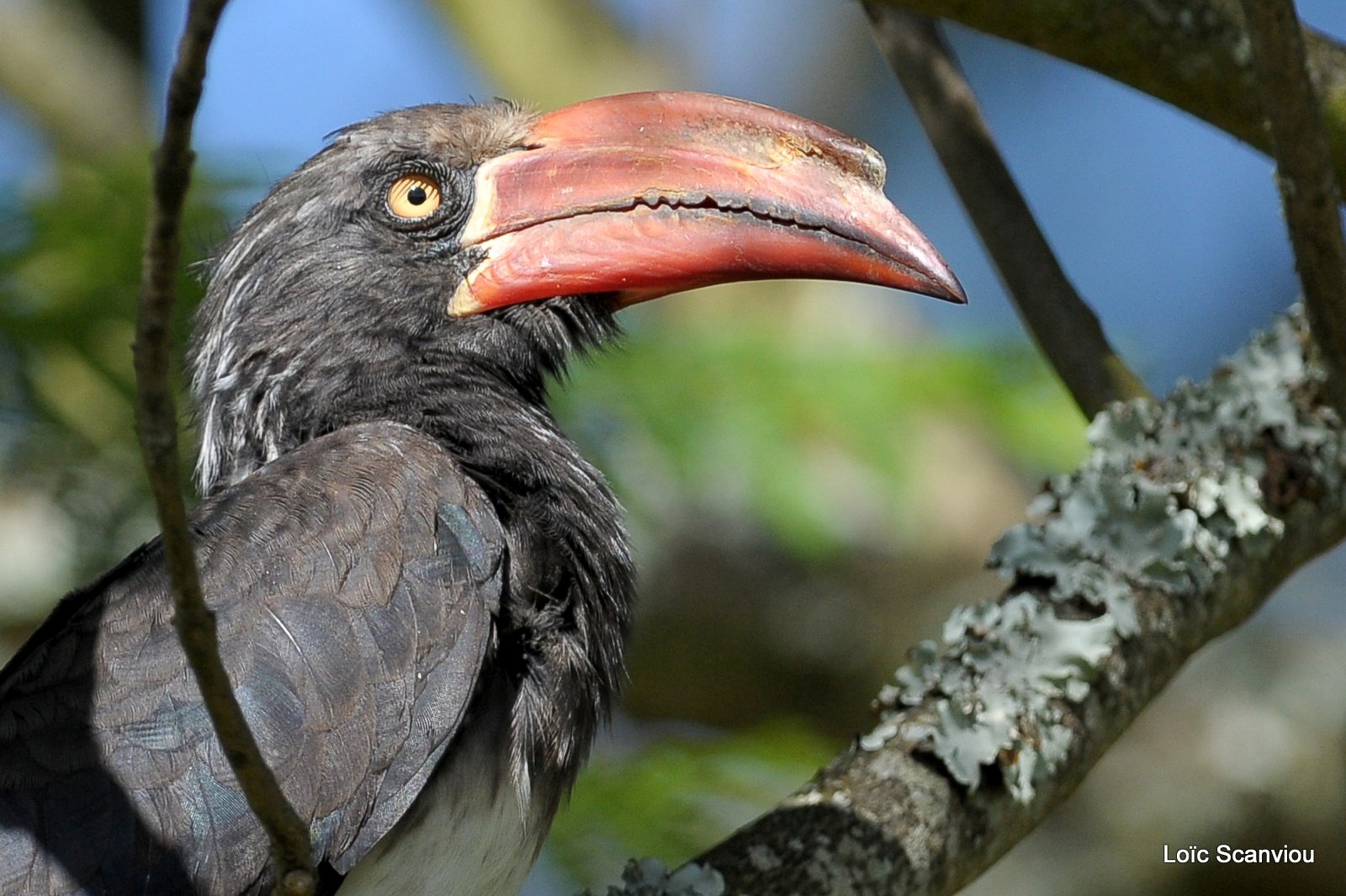 Calao couronné/Crowned Hornbill (4)