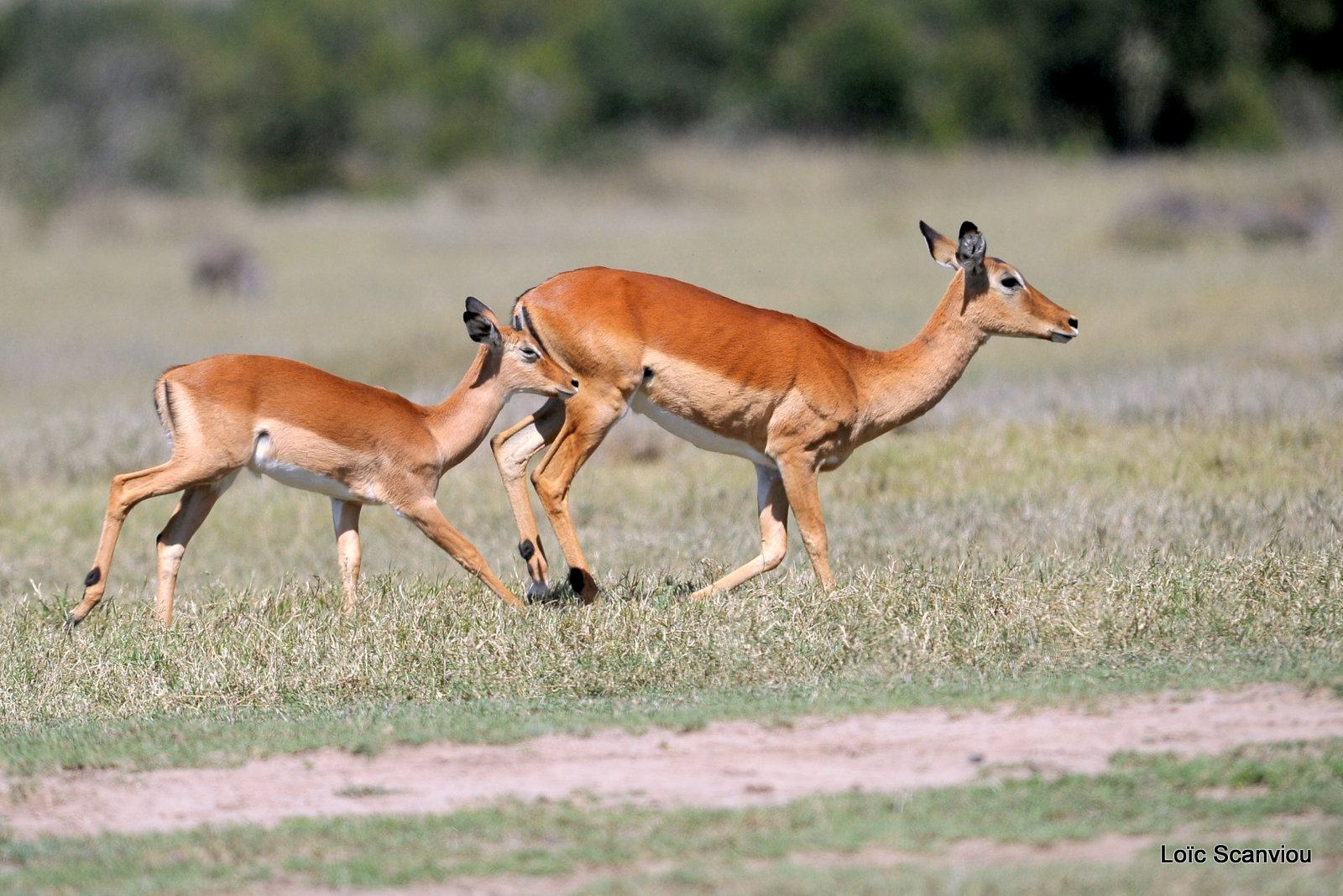 Impala (7)