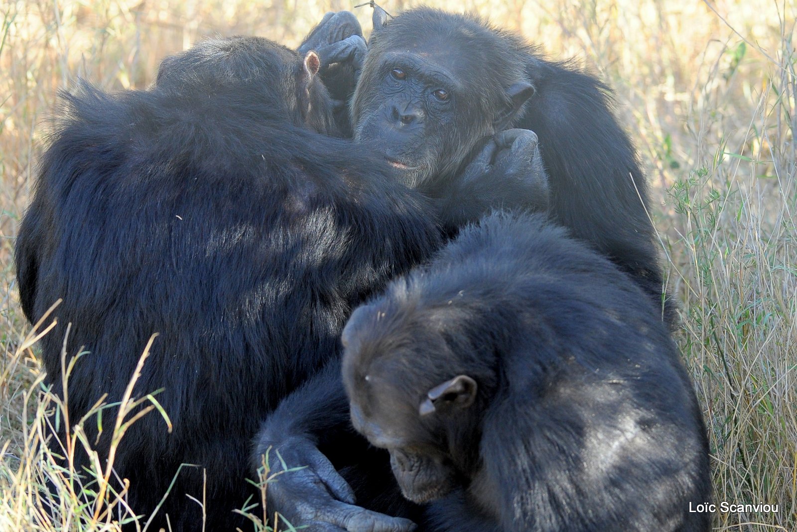 Chimpanzé/Chimpanzee (7)