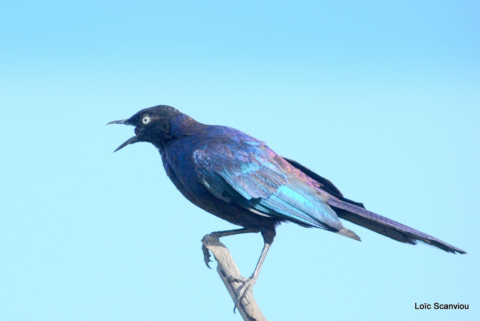 Choucador de Rüppell/Rüppell's Starling (1)