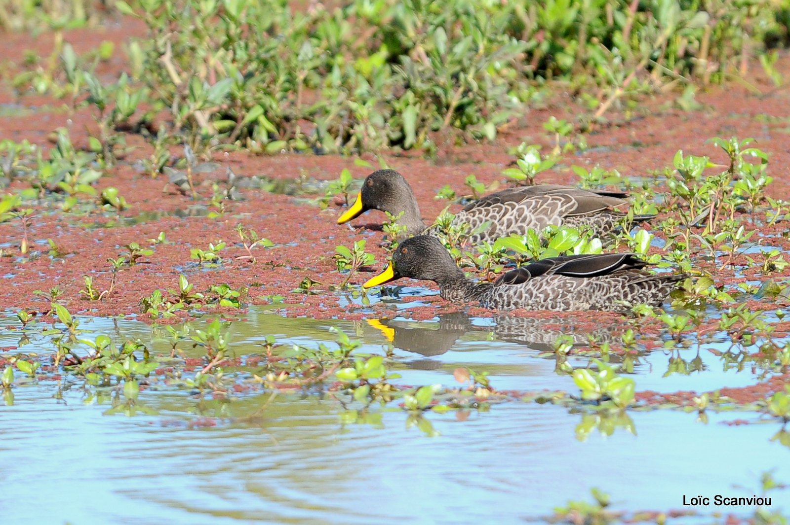 Canard à bec jaune/Yellow-billed Duck (1)