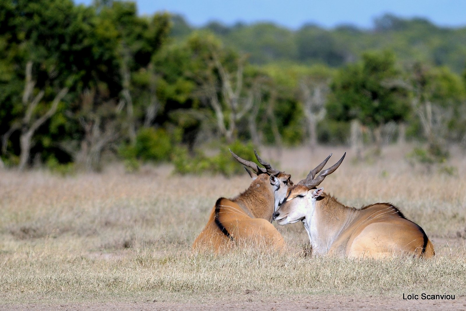 Eland du Cap/Cape Eland (1)