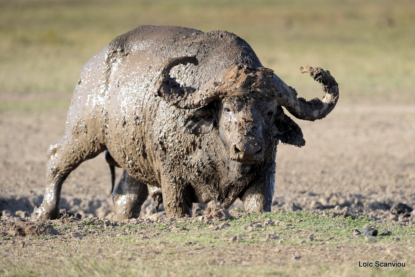 Buffle du Cap/Cape Buffalo (4)