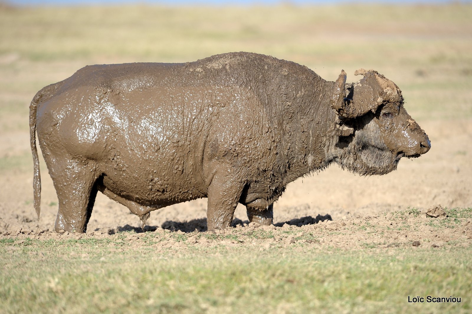 Buffle du Cap/Cape Buffalo (5)