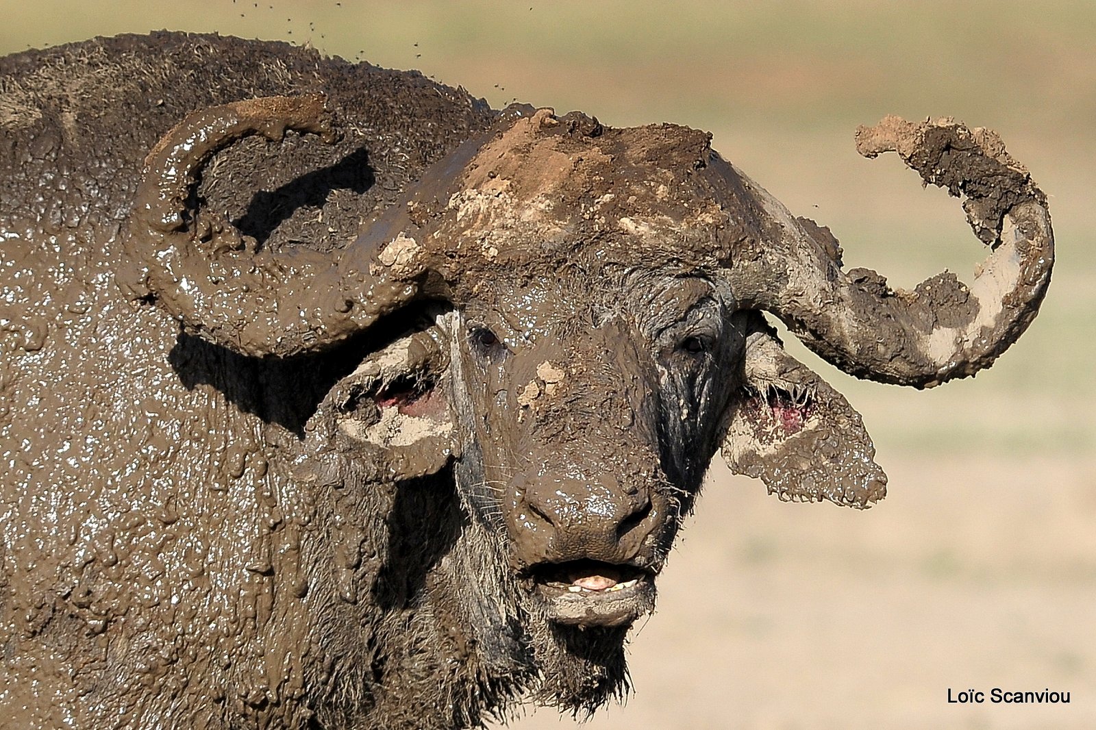 Buffle du Cap/Cape Buffalo( 6)