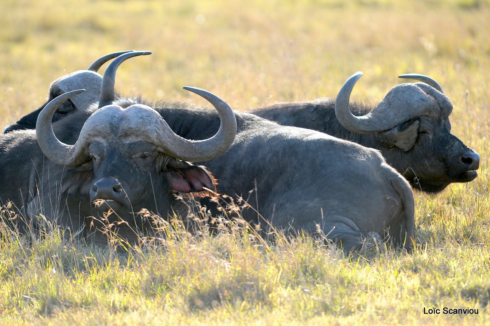 Buffle du Cap/Cape Buffalo (7)