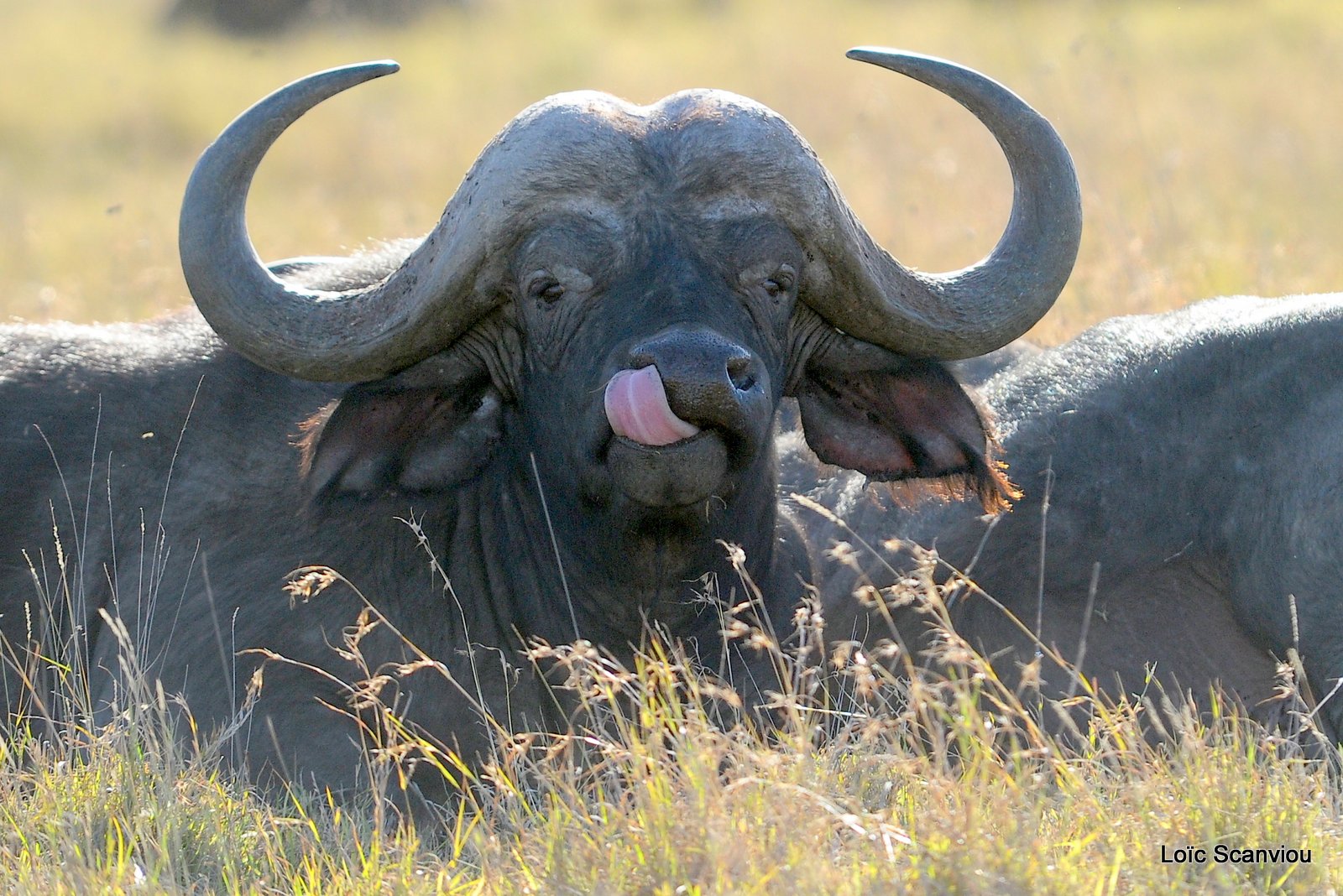 Buffle du Cap/Cape Buffalo (8)