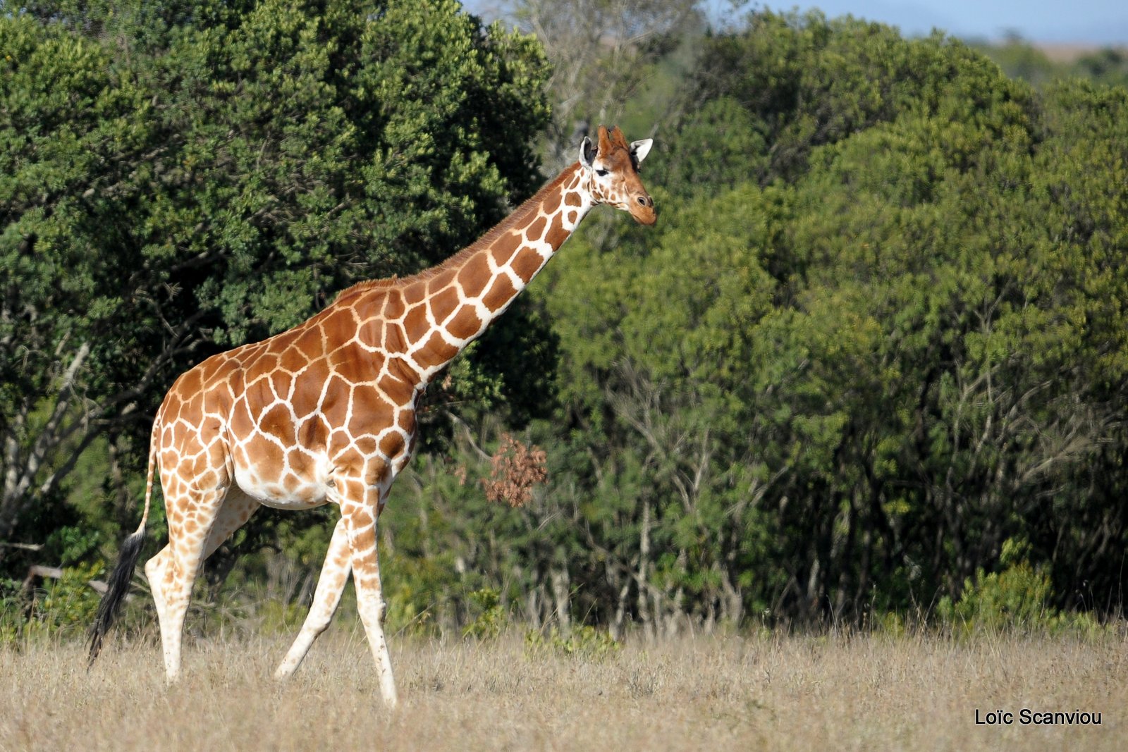 Girafe réticulée/Reticulated Giraffe (1)