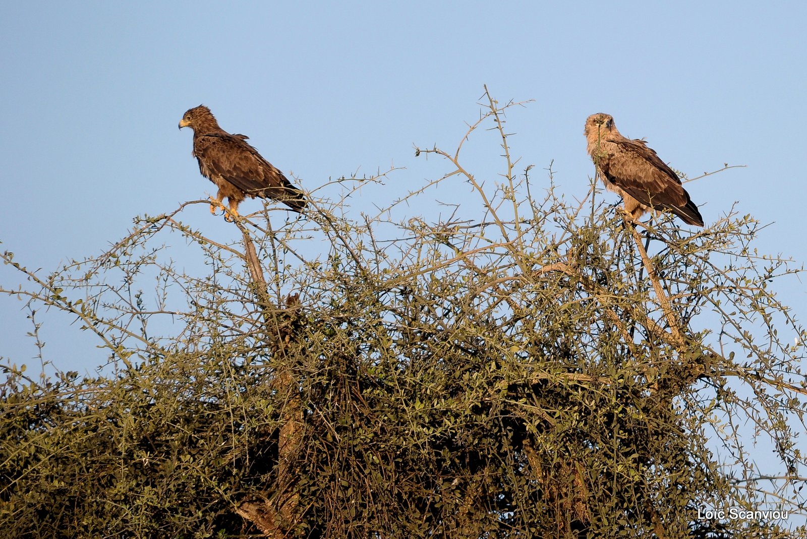 Ol Pejeta 2013 (50)