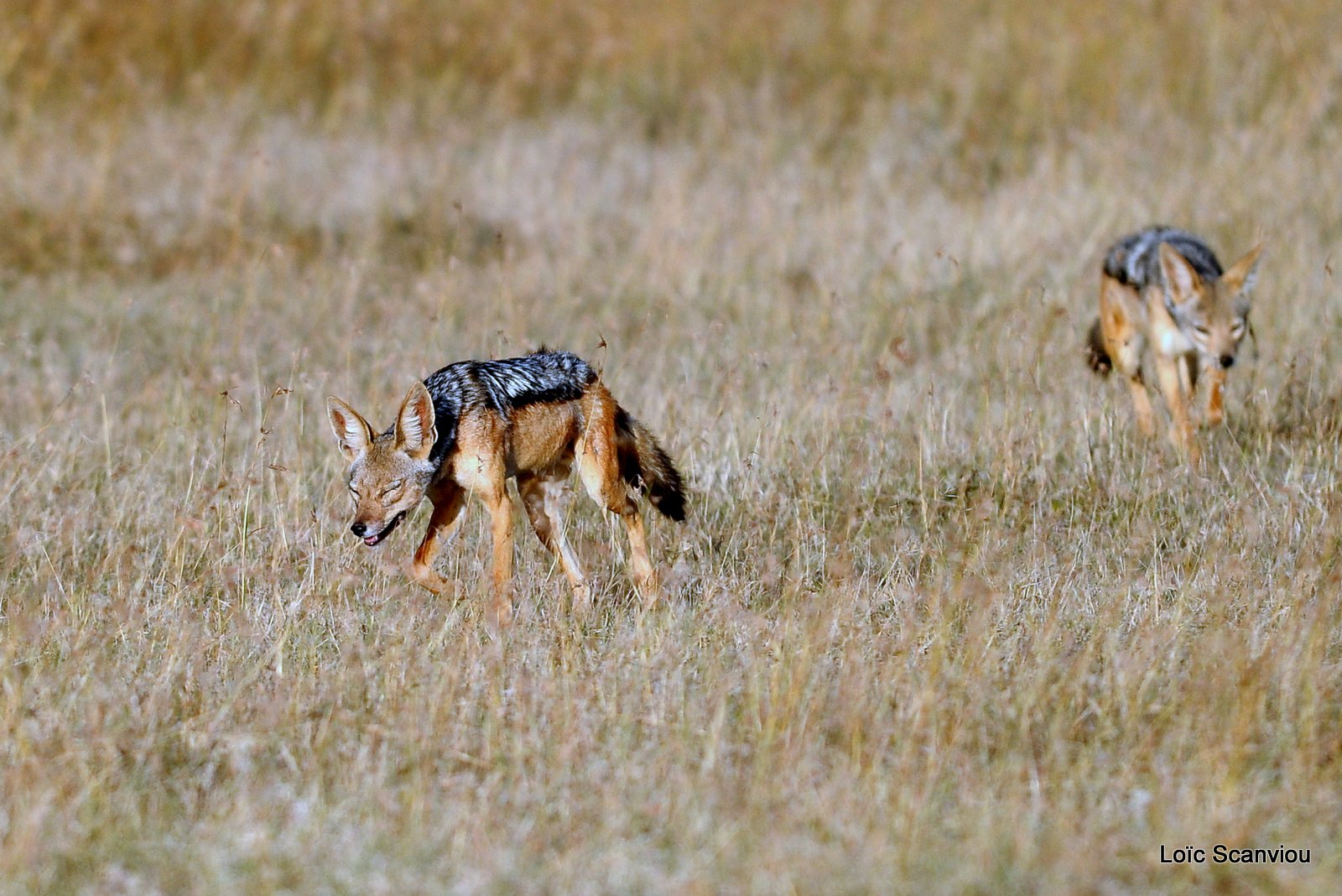 Chacal à chabraque/Black-backed Jackal (1)