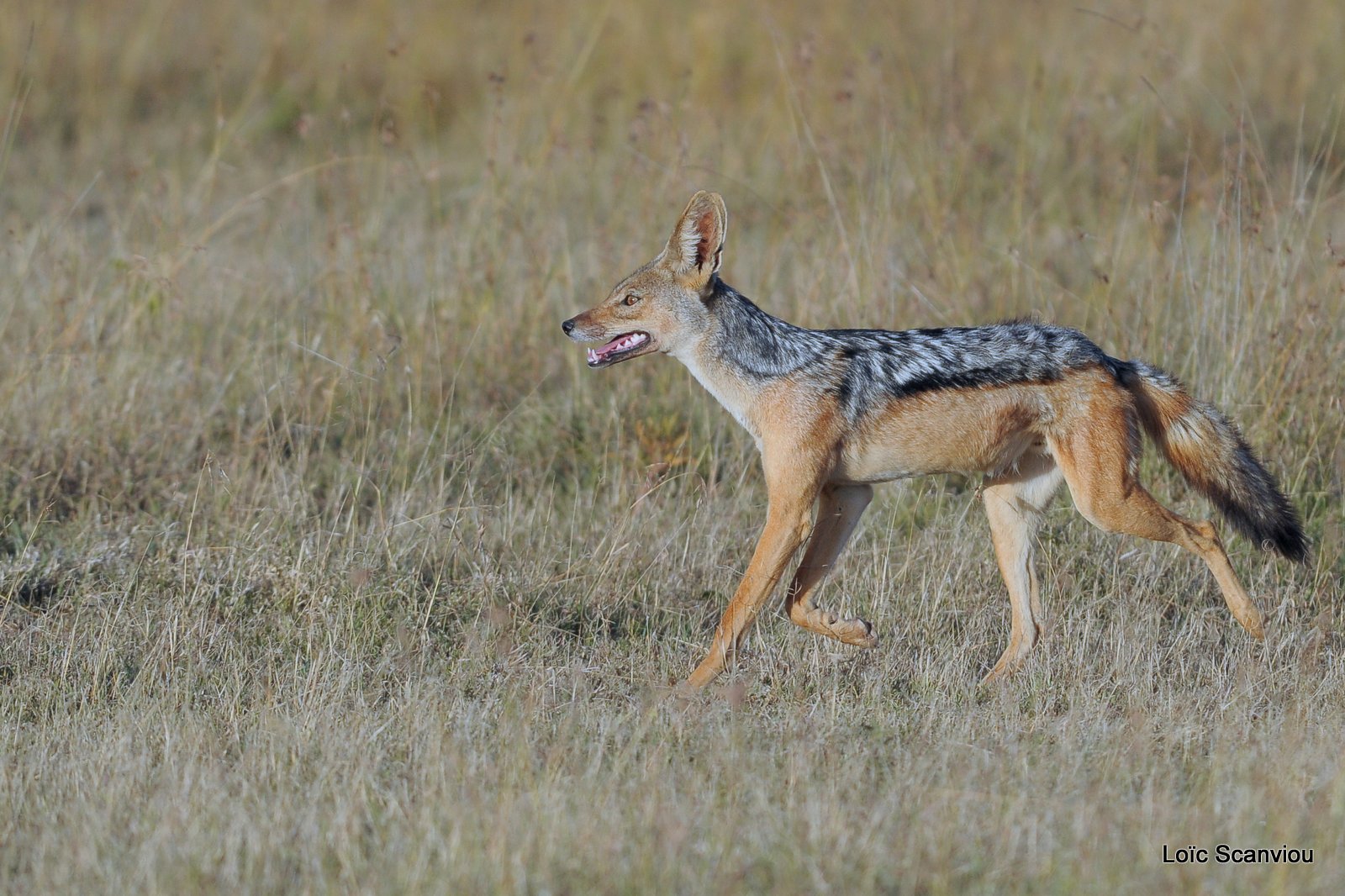 Chacal à chabraque/Black-backed Jackal (2)