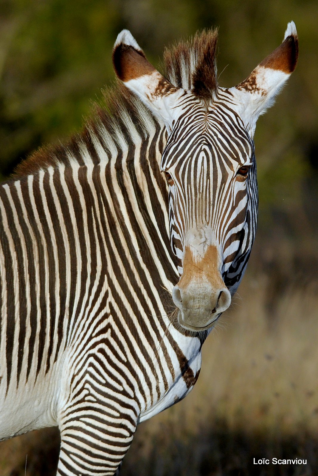 Zèbre de Grévy/Grevy's Zebra (2)