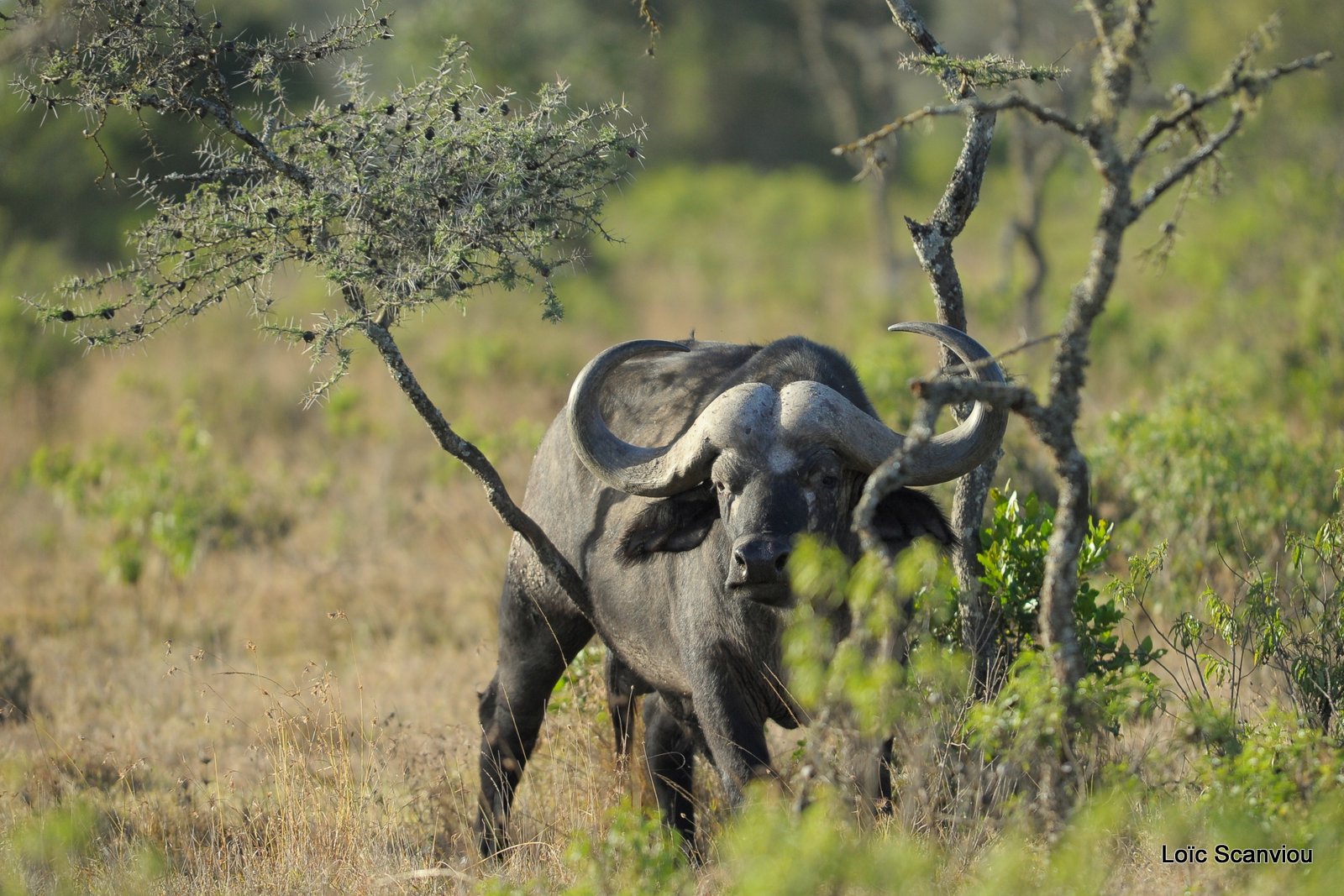 Buffle du Cap/Cape Buffalo (9)