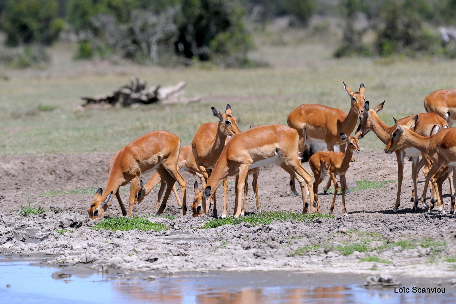 Impala (1)