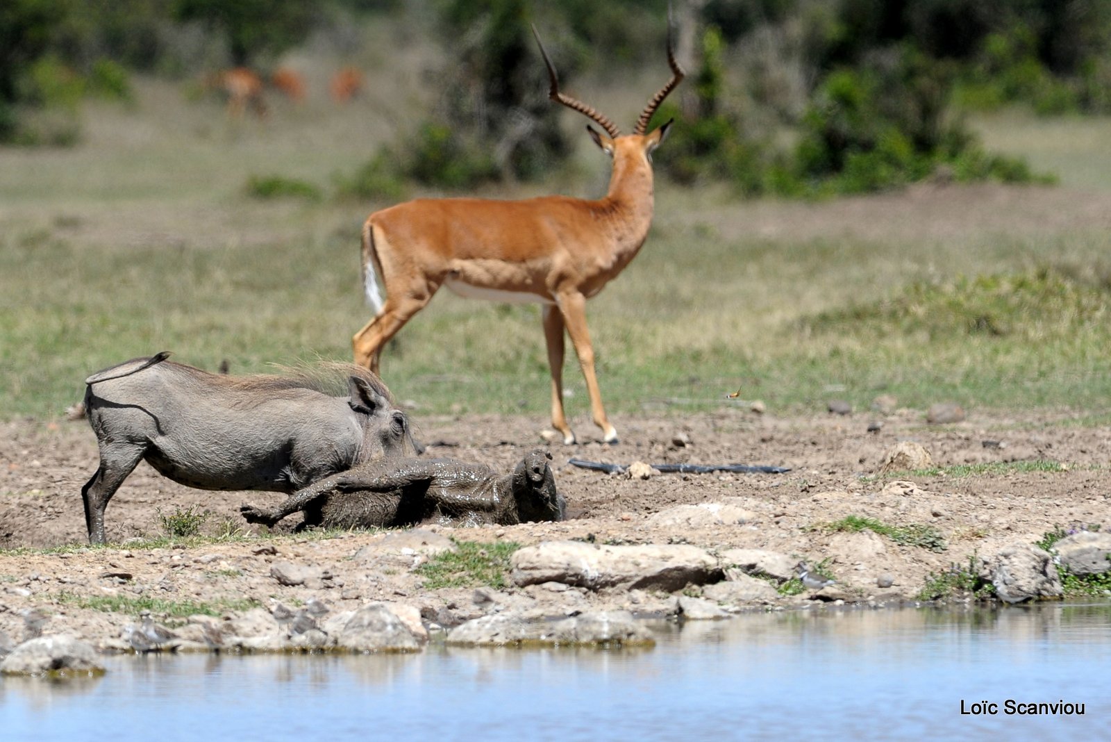 Impala (2)