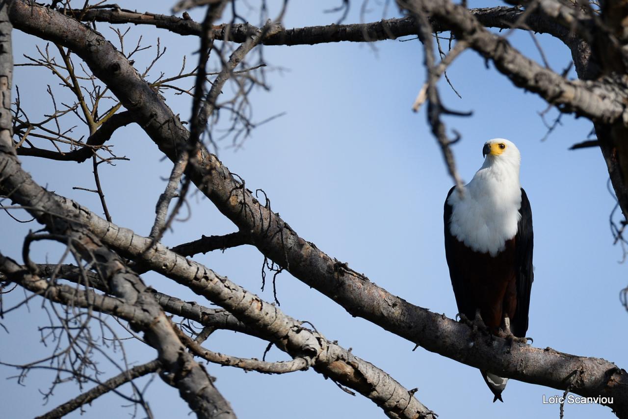 Aigle vocifère/African Fish Eagle (5)