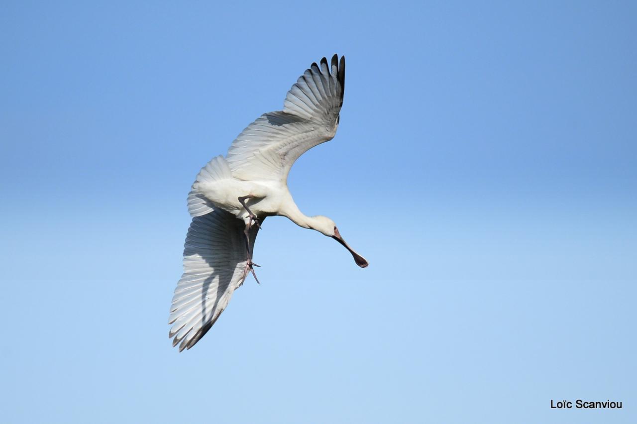 Spatule d'Afrique/African Spoonbill (2)