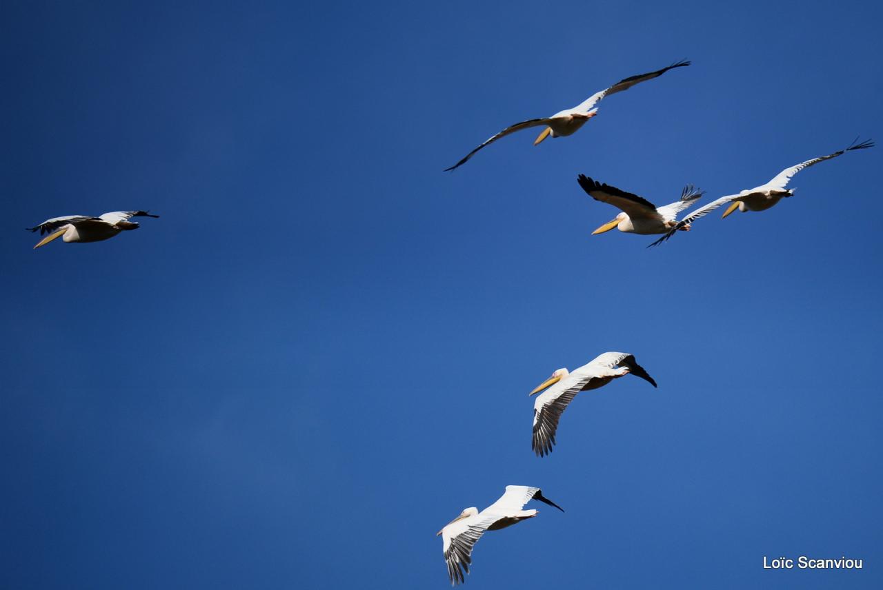 Pélican blanc/Great White Pelican (1)