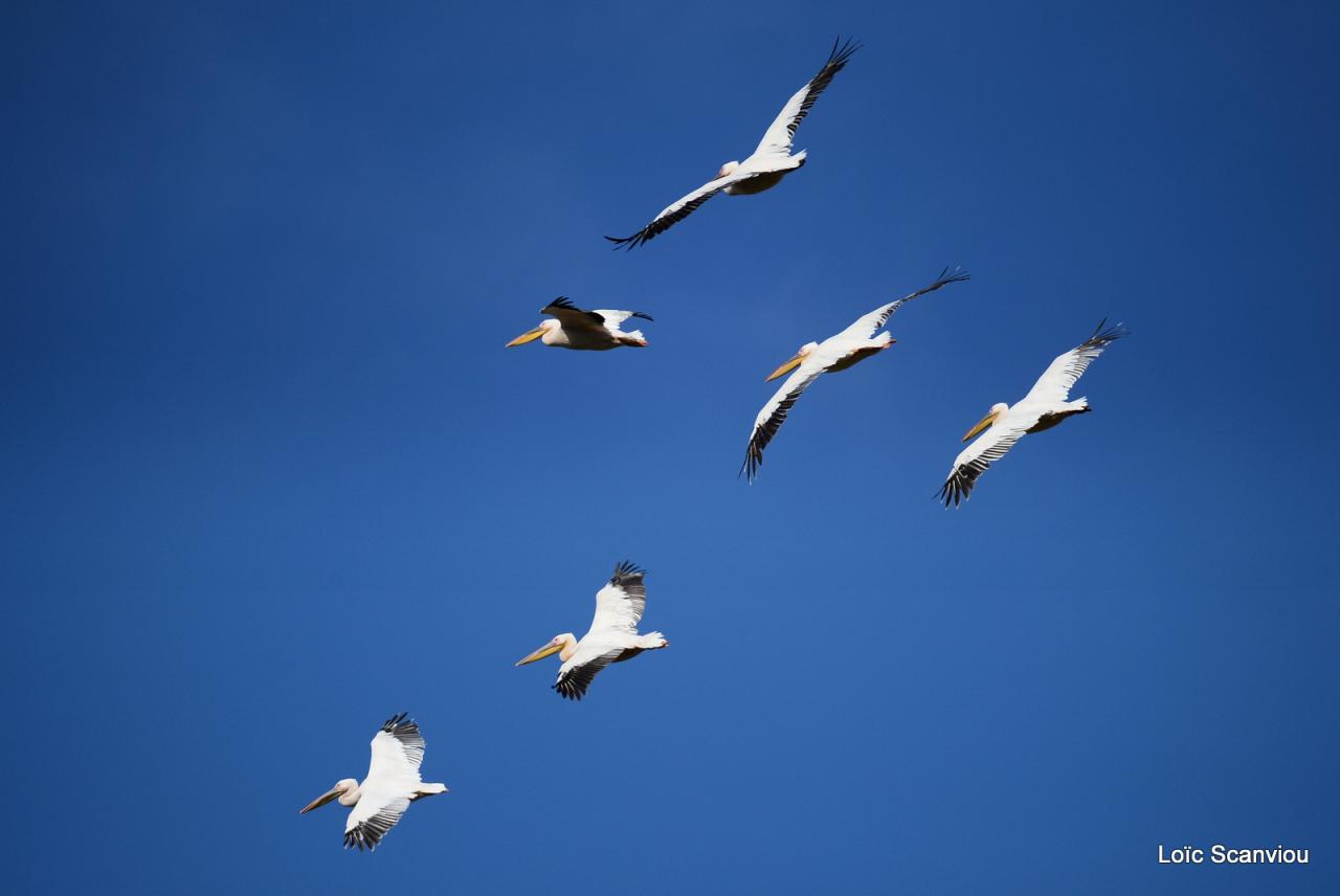 Pélican blanc/Great White Pelican 