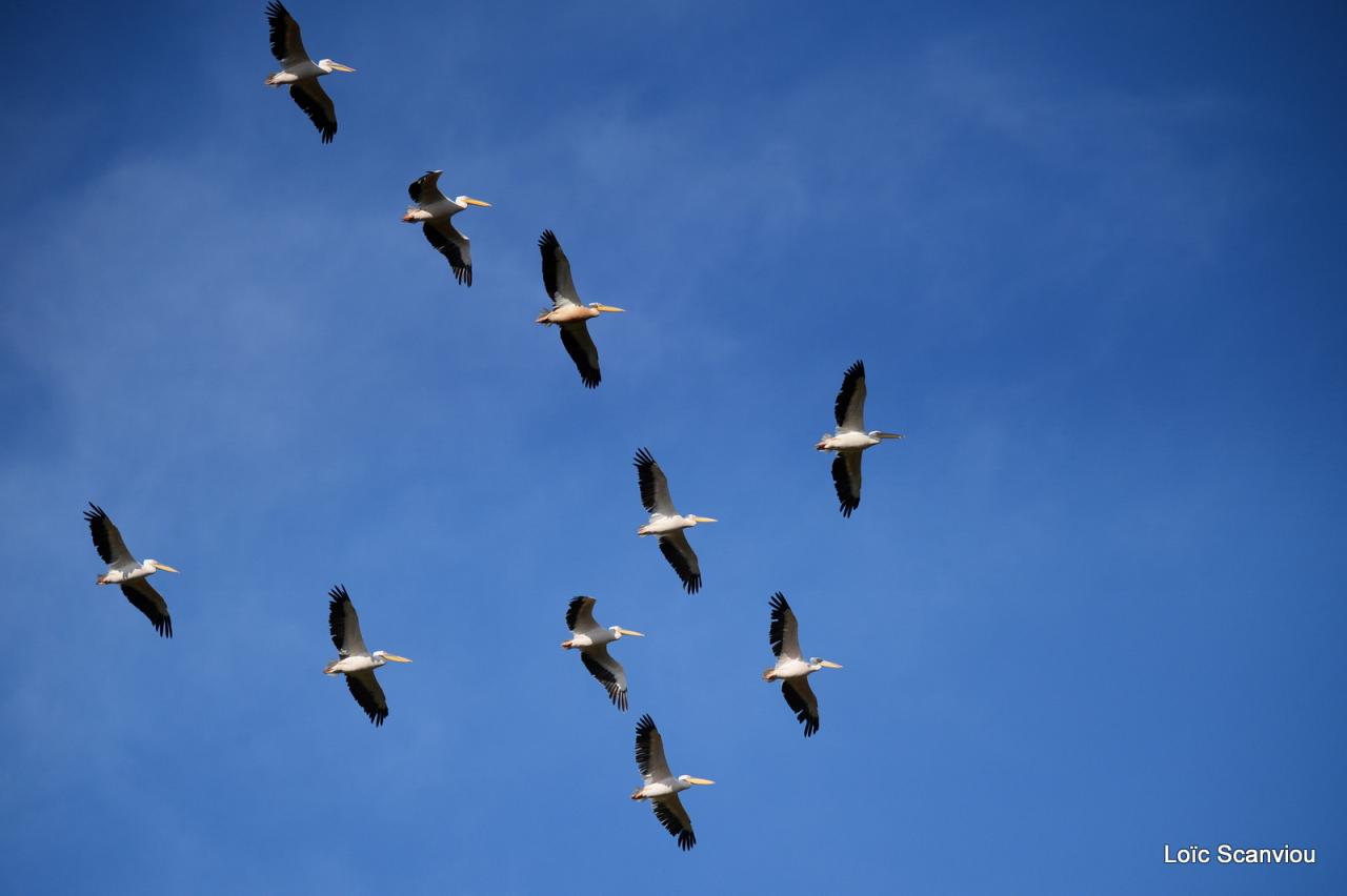 Pélican blanc/Great White Pelican (3)