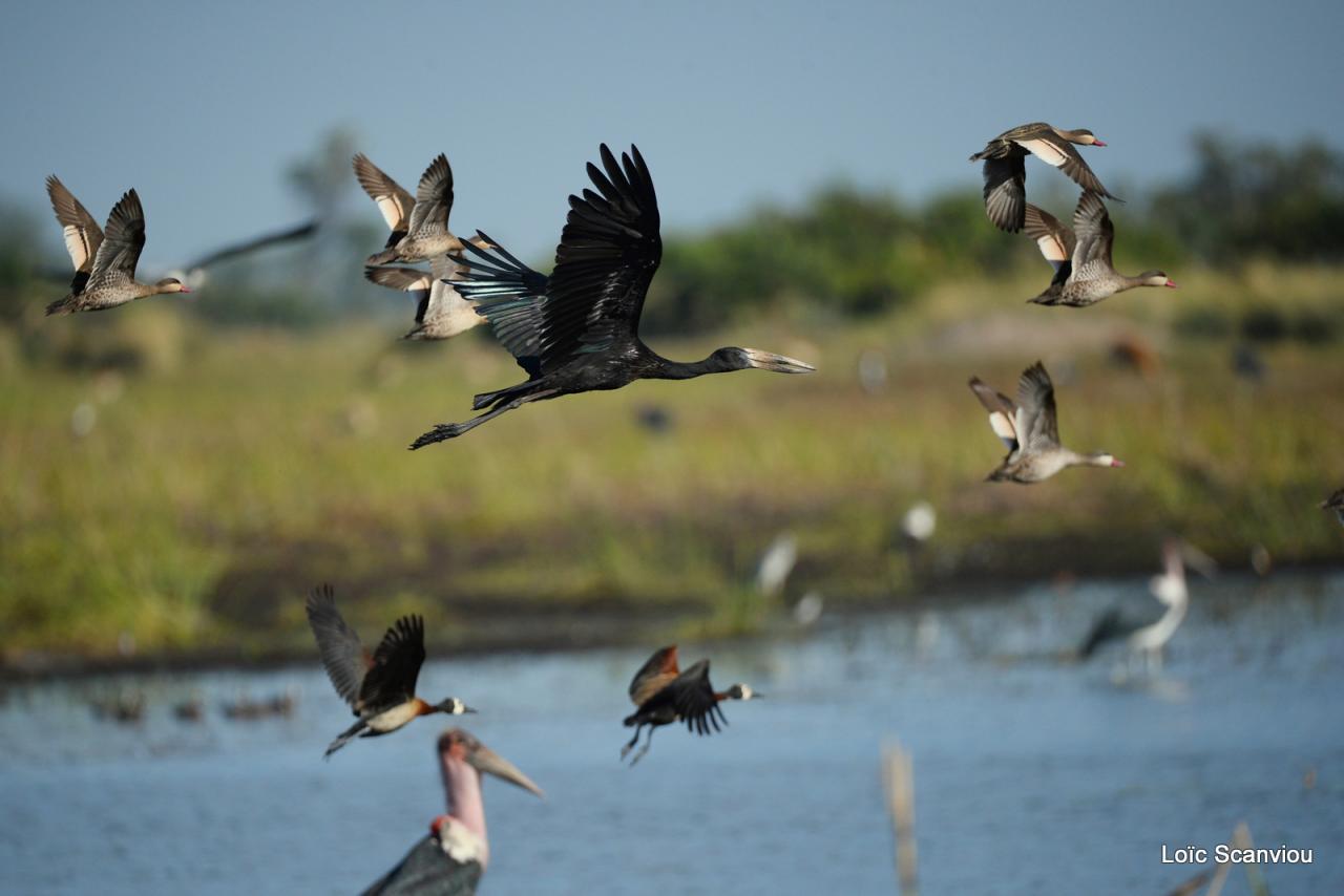 Bec-ouvert africain/African Open-billed Stork (2)