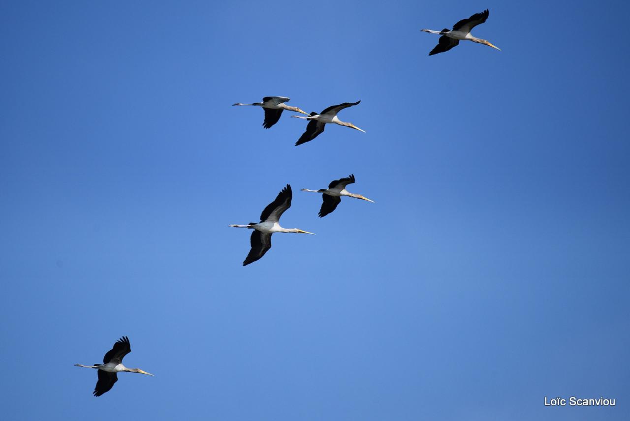 Tantale Ibis/Yellow-billed Stork (3)