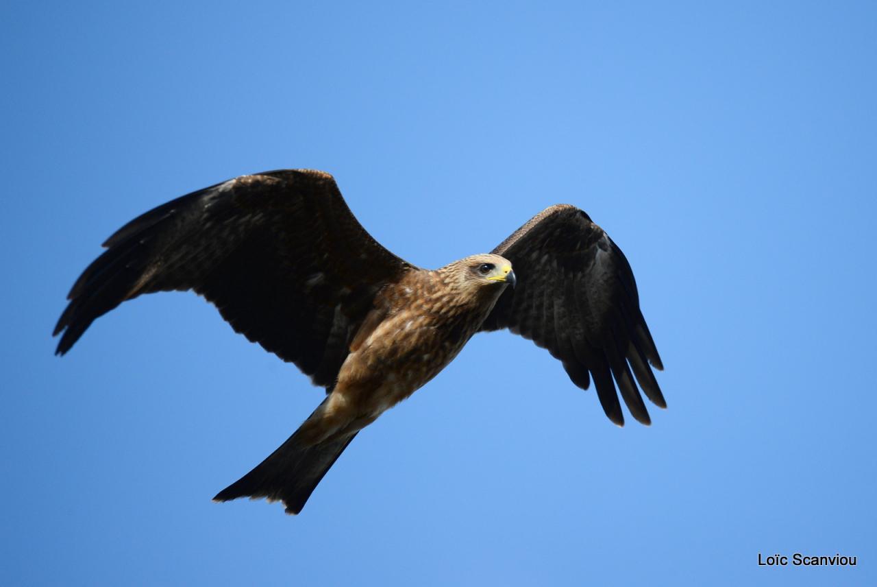 Milan à bec jaune/Yellow-billed Kite (2)