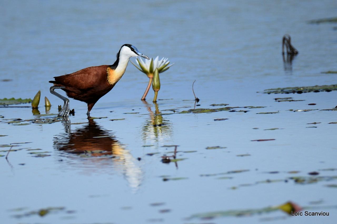 Jacana à poitrine dorée/African Jacana (5)