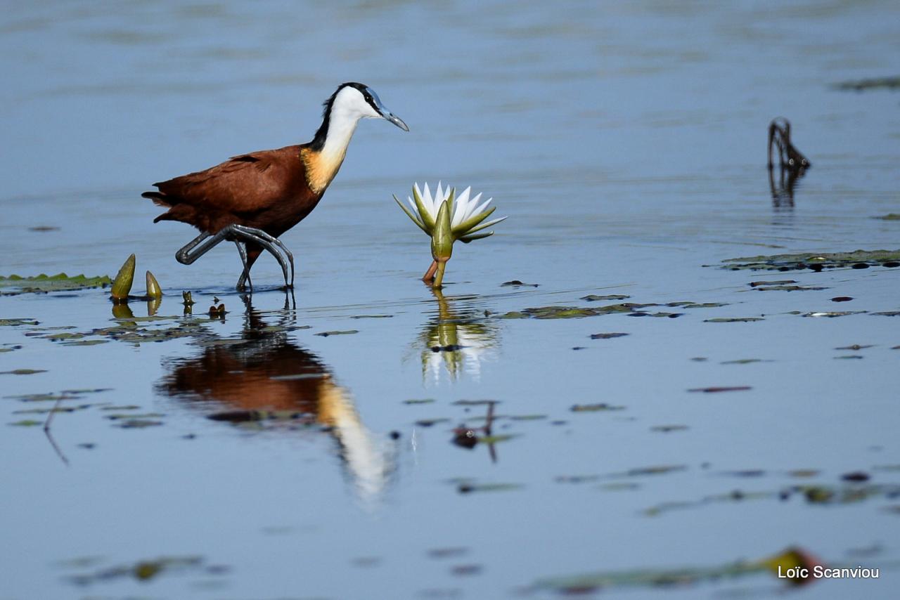 Jacana à poitrine dorée/African Jacana (6)