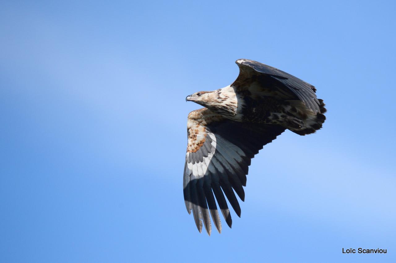 Aigle vocifère/African Fish Eagle (6)