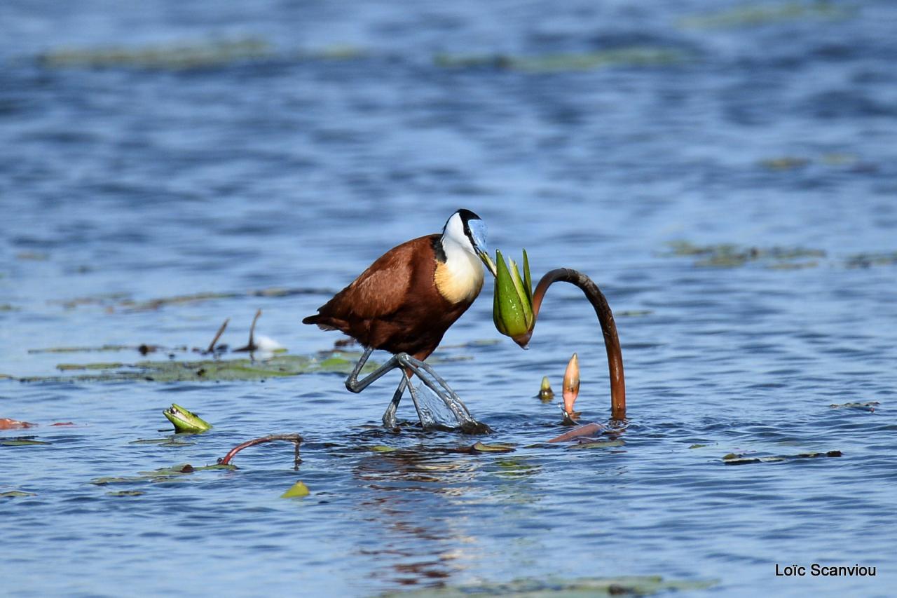 Jacana à poitrine dorée/African Jacana (7)