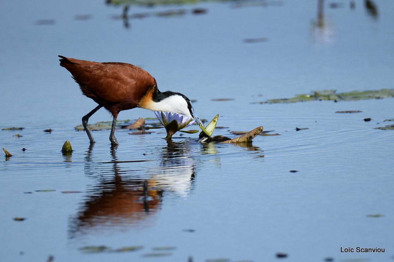 Jacana à poitrine dorée/African Jacana (8)