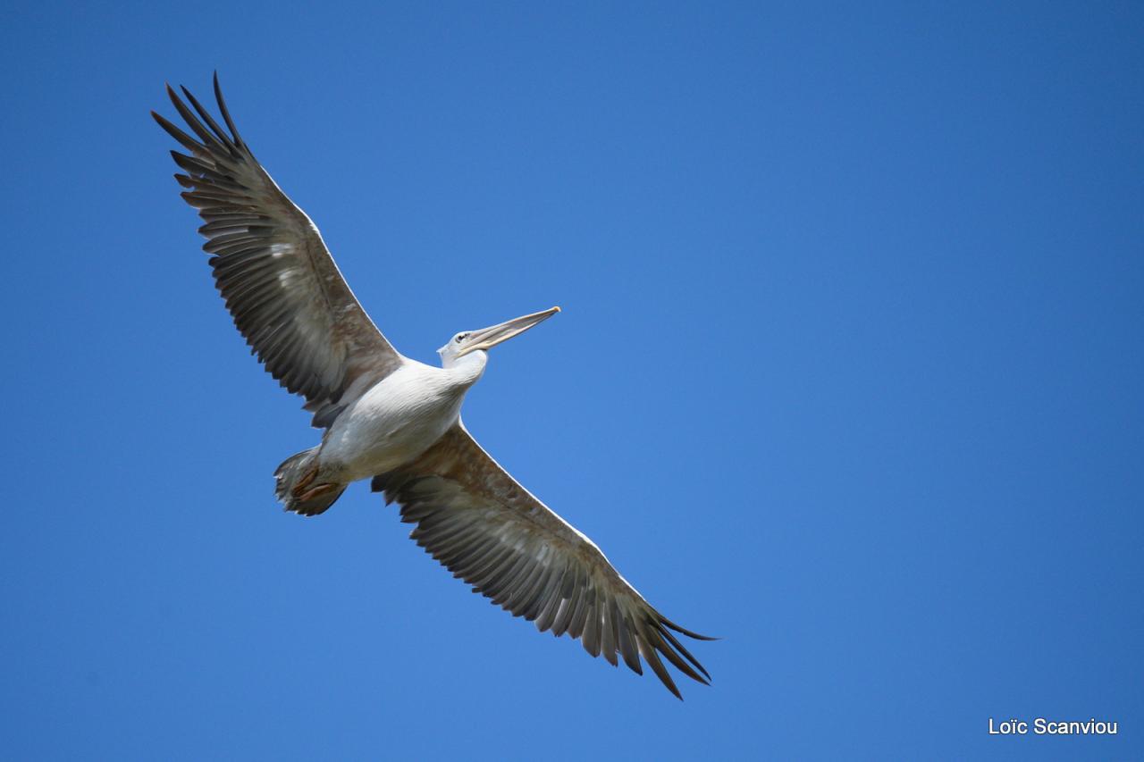 Pélican blanc/Great White Pelican (4)