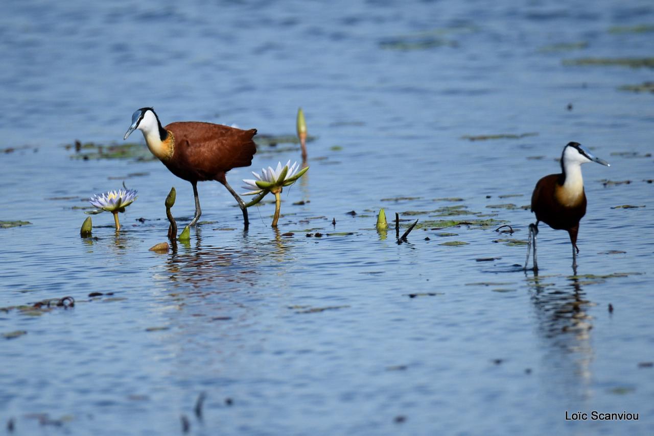 Jacana à poitrine dorée/African Jacana (9)