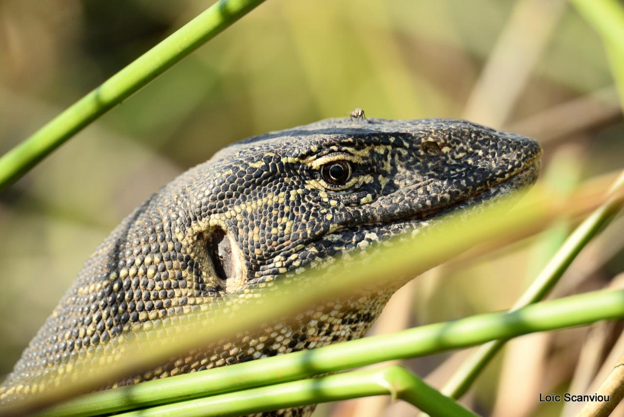 Varan du Nil/Nile Monitor (2)