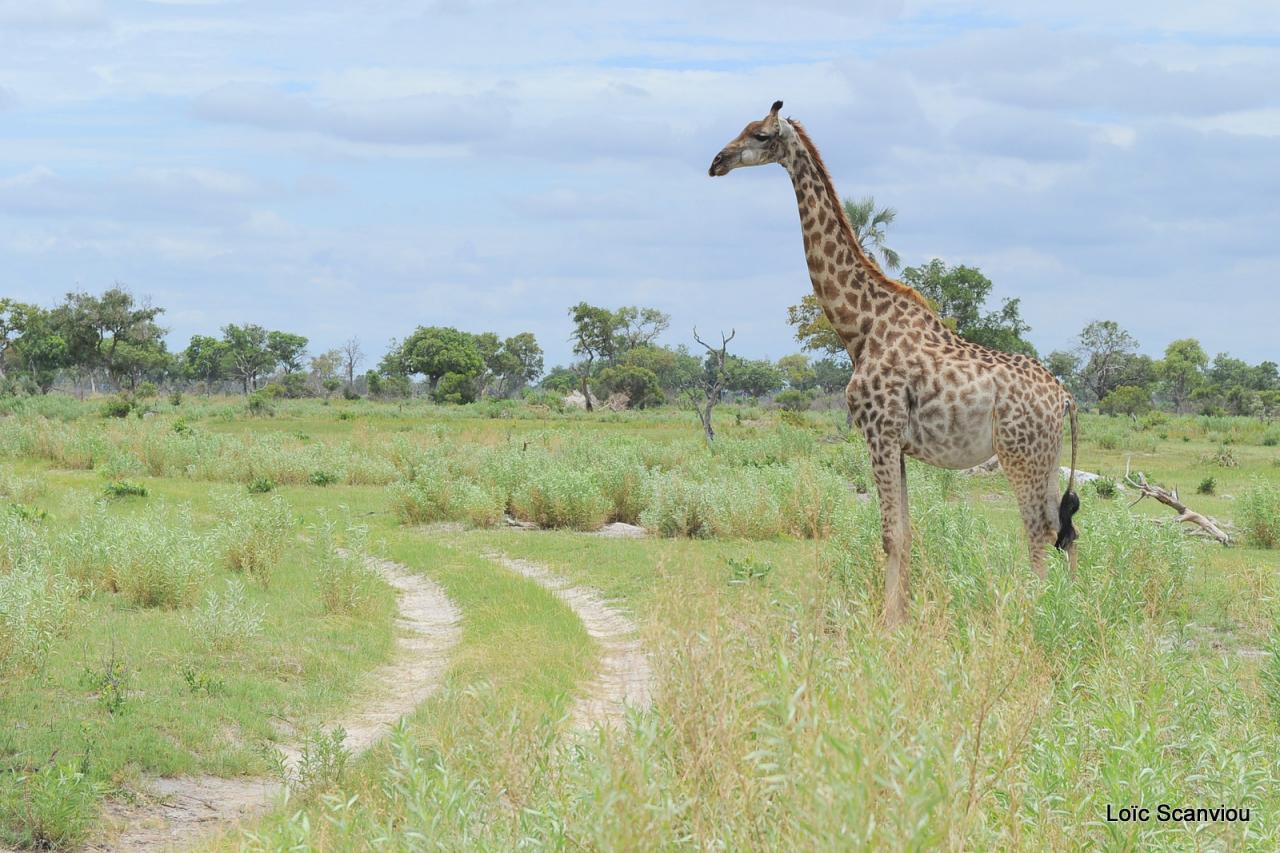 Girafe/Giraffe (5)