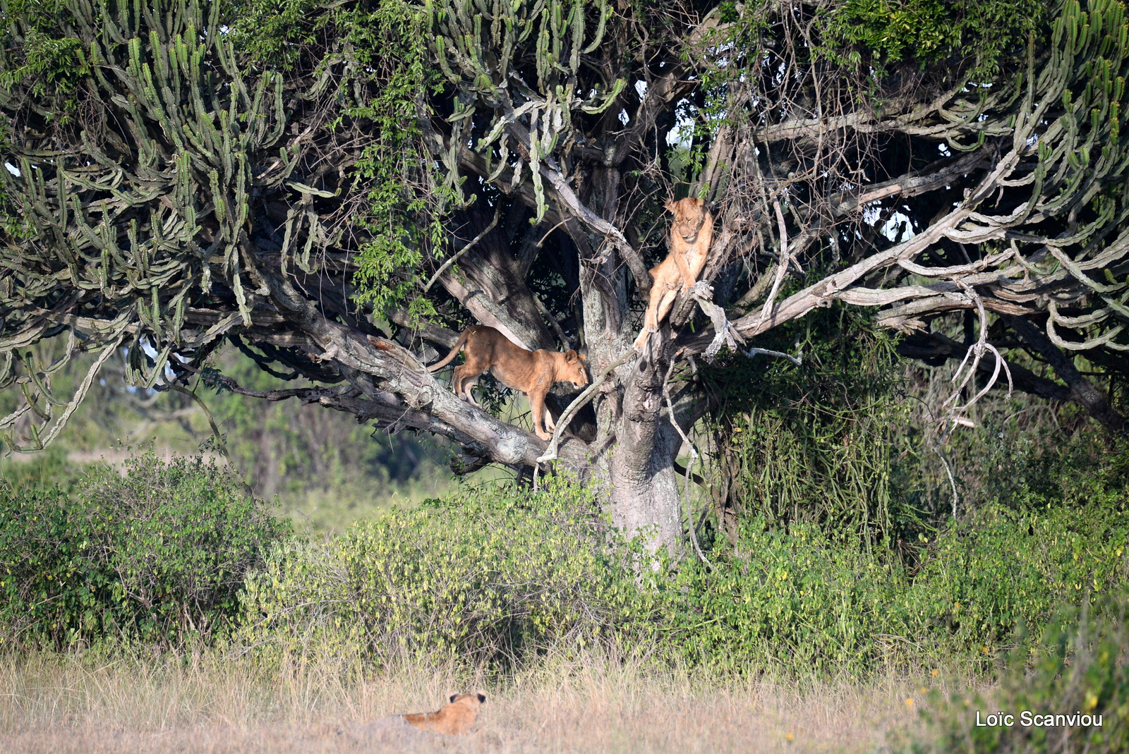 Lion dans un arbre/Lion on a tree (1)