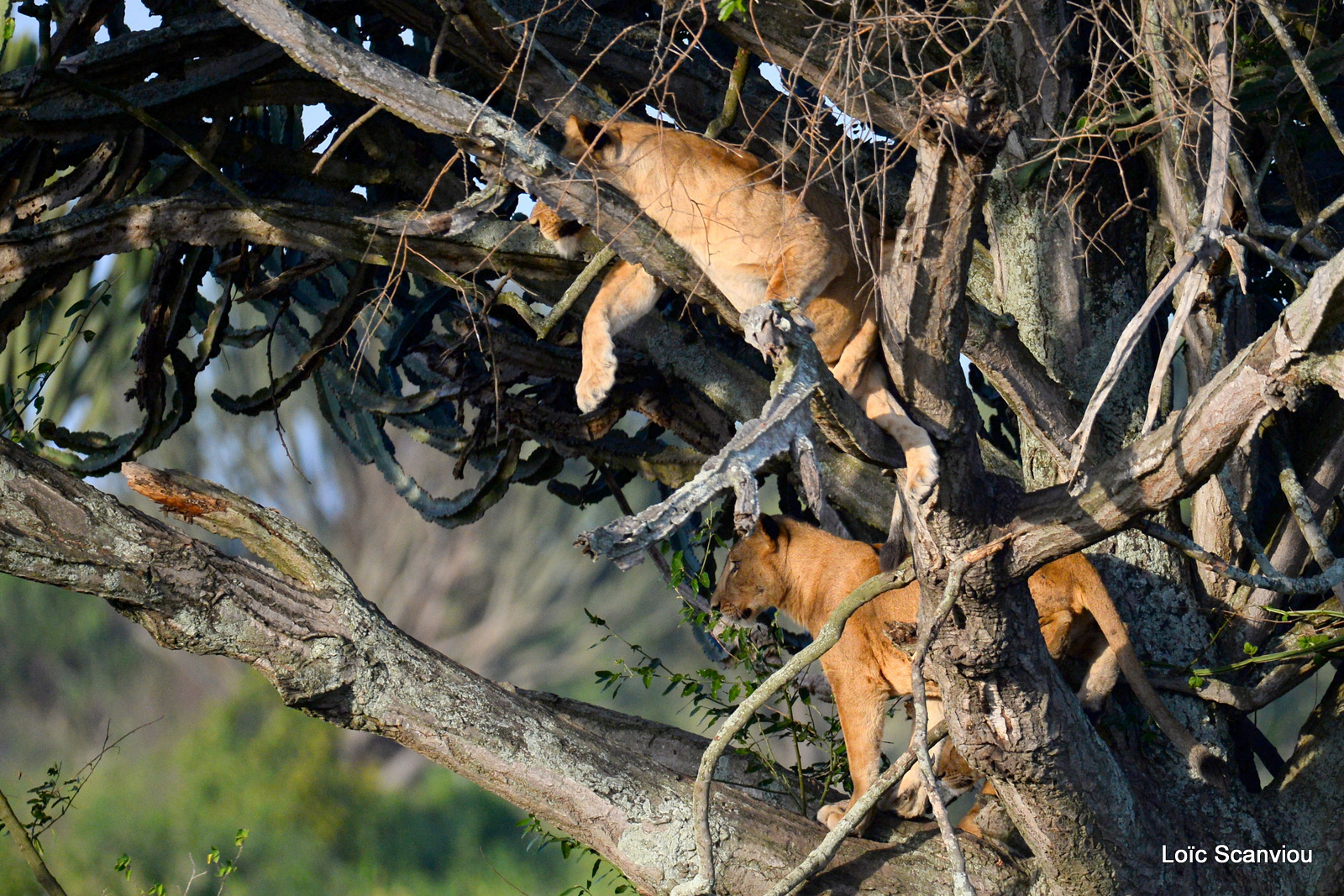 Lion dans un arbre/Lion on a tree (2)