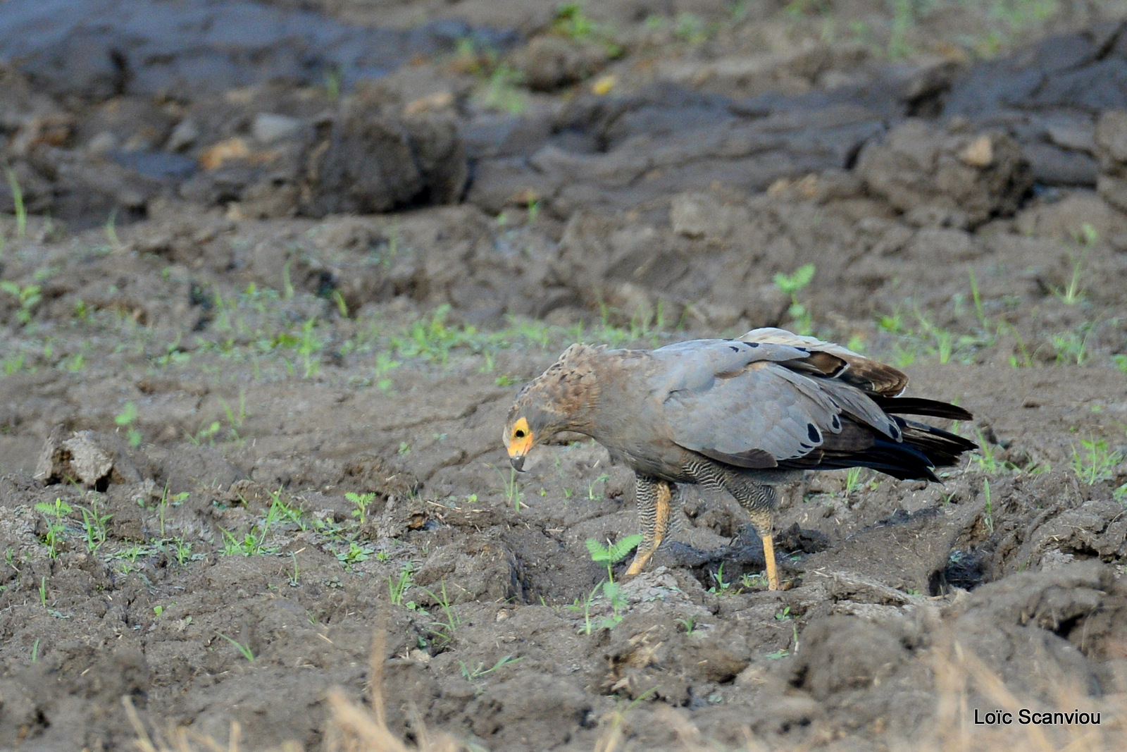 Gymnogène d'Afrique/African Harrier Hawk (1)