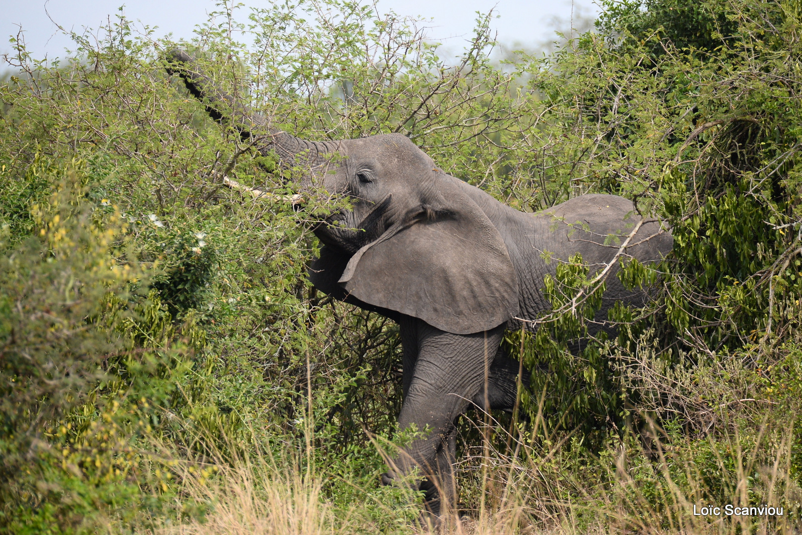 Éléphant de savane d'Afrique/Savanna Elephant (1)