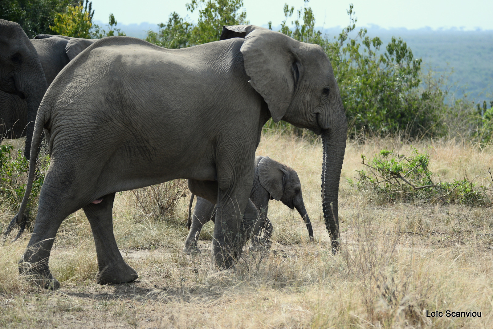 Éléphant de savane d'Afrique/Savanna Elephant (2)