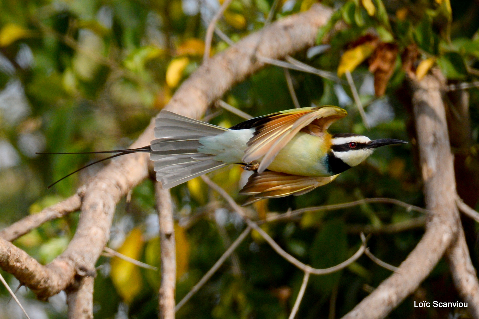 Guêpier à gorge blanche/White-throated Bee-eater (1)