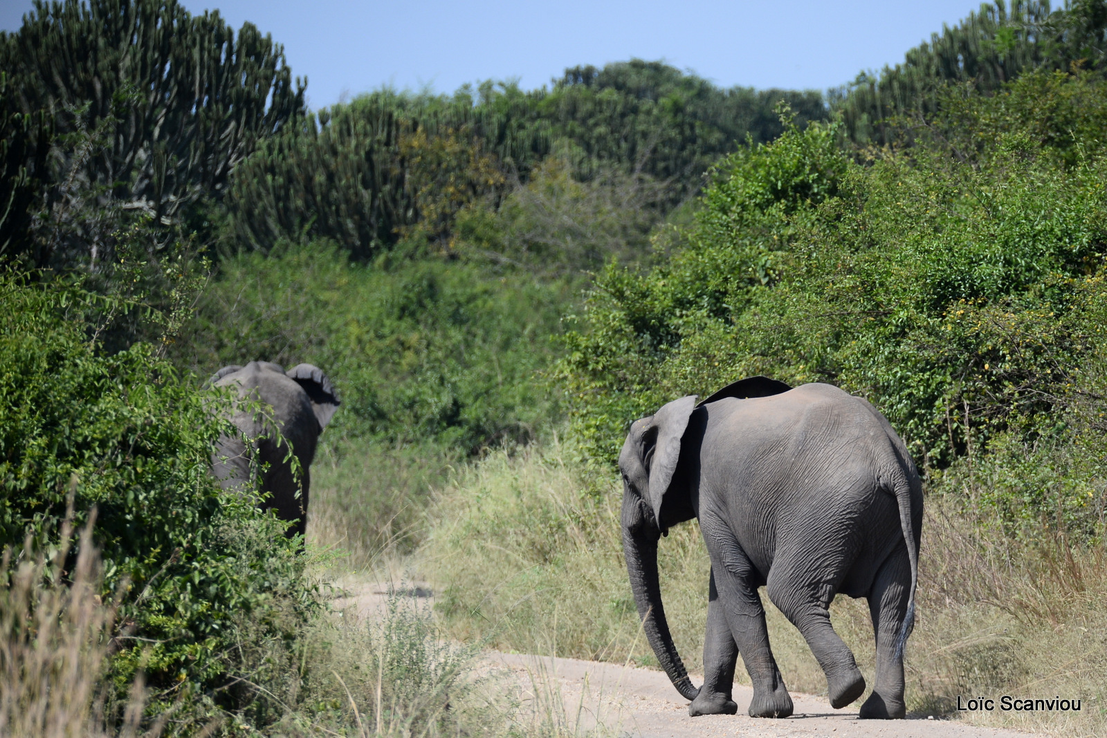 Éléphant de savane d'Afrique/Savanna Elephant (3)