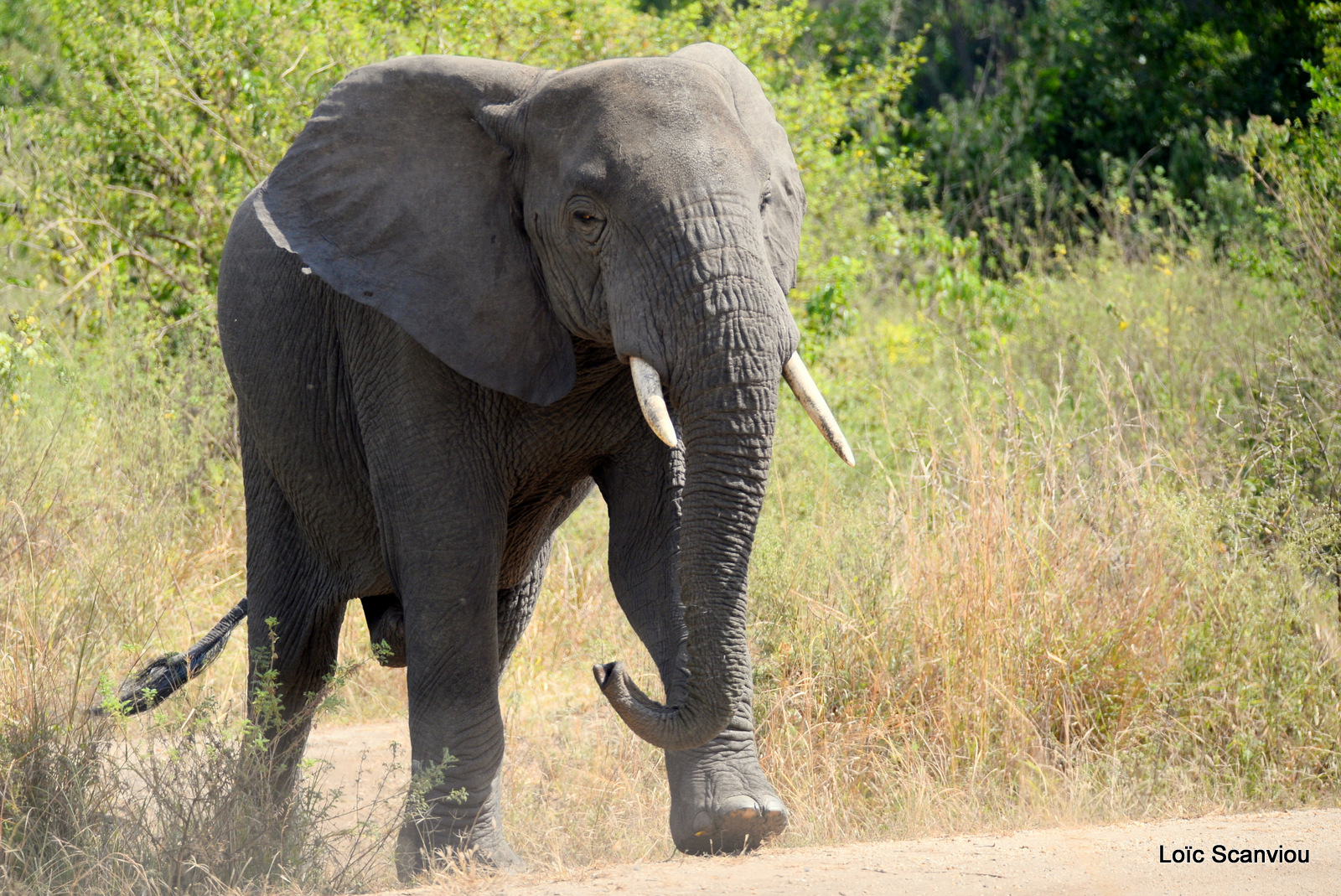 Éléphant de savane d'Afrique/Savanna Elephant (4)