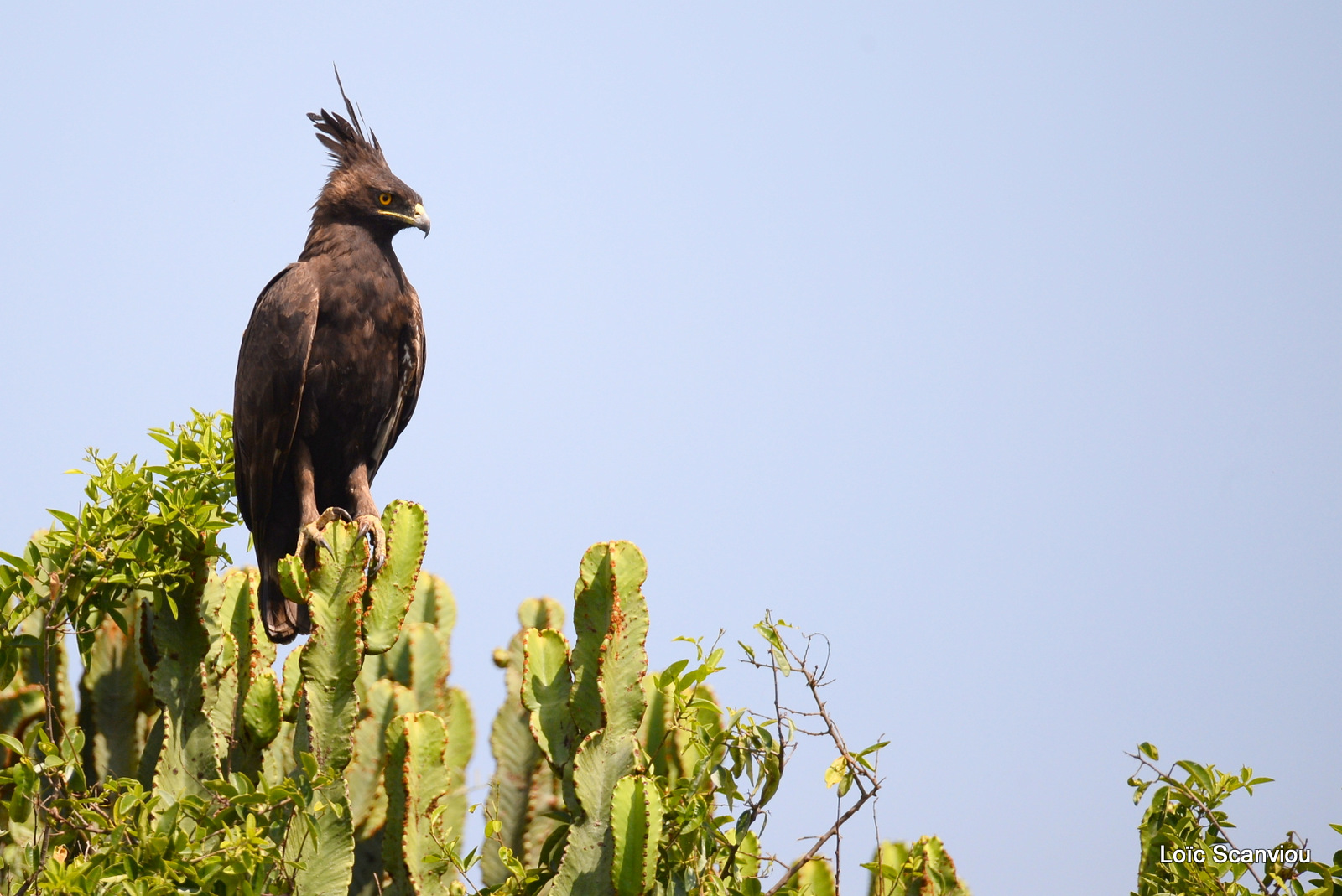 Aigle huppard/Long-crested Eagle (1)