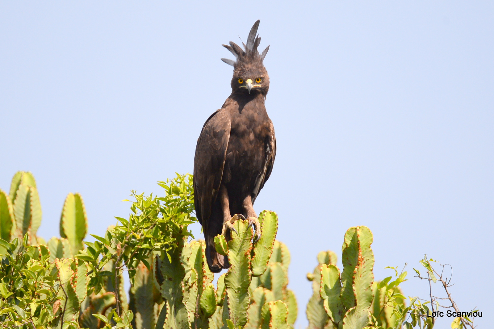 Aigle huppard/Long-crested Eagle (2)