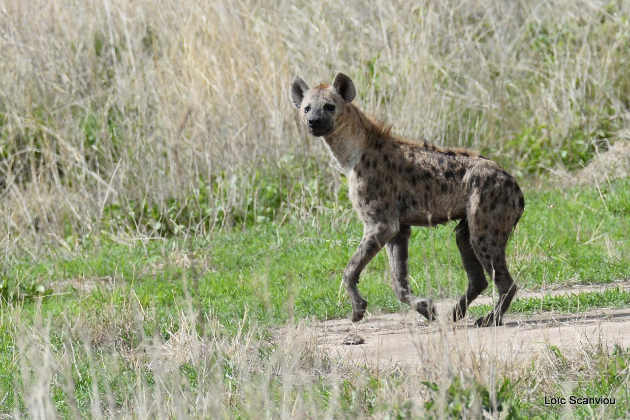 Hyène tachetée/Spotted Hyena (1)