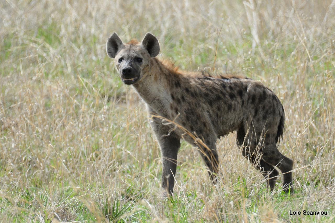 Hyène tachetée/Spotted Hyena (2)